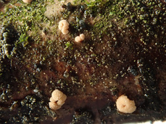 Pezicula corylina