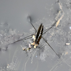 Image of Limnoporus canaliculatus