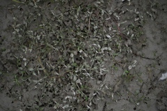 Lobelia perpusilla