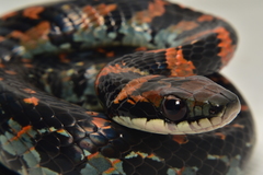 Erythrolamprus vitti