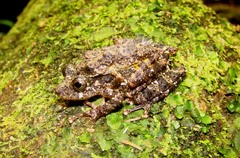 Scinax flavoguttatus