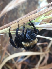 Bombus crotchii