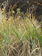 Fecundae