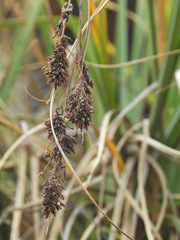 Fecundae