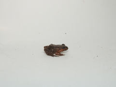 Leptodactylus ventrimaculatus