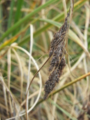 Fecundae