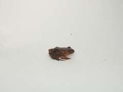 Leptodactylus ventrimaculatus