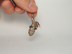 Leptodactylus ventrimaculatus