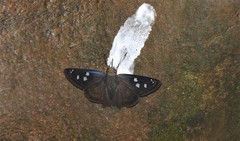 Polygonus savigny