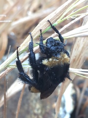 Bombus crotchii
