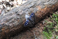 Polygonus savigny