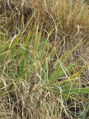 Fecundae