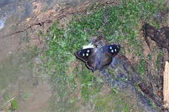 Polygonus savigny