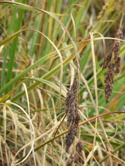 Fecundae