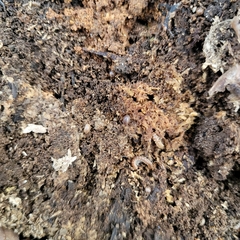 Onomeris