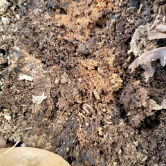 Onomeris