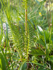 Pedicularis ascendens