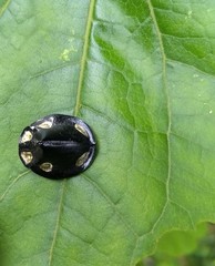 Mesomphalia sublaevis