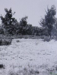 Haloxylon