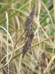 Fecundae