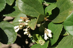 Citharexylum berlandieri