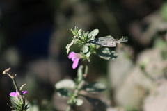 Dicliptera resupinata