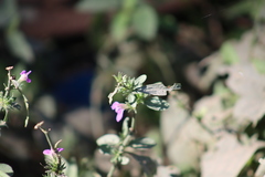 Dicliptera resupinata