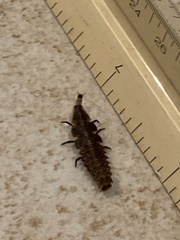 Pyractomena borealis