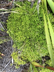 Osmitopsis dentata