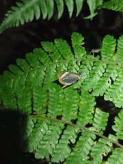 Dismorphia theucharila