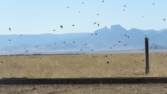 Calcarius ornatus