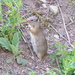 Uinta Ground Squirrel - Photo (c) Bryant Olsen, some rights reserved (CC BY-NC)