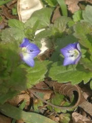 Veronica persica