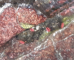 Pyura chilensis