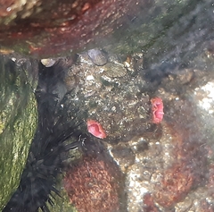Pyura chilensis