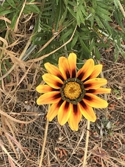 Gazania linearis