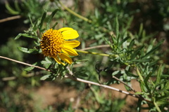 Sidneya