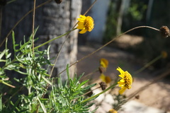 Sidneya