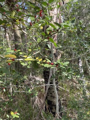 Ilex vomitoria image