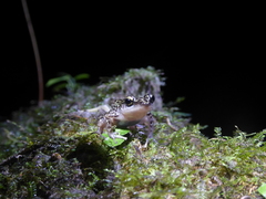 Eleutherodactylus leprus