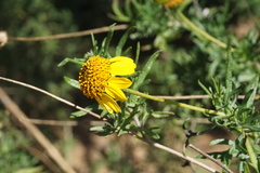 Sidneya