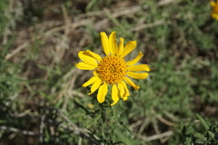 Sidneya