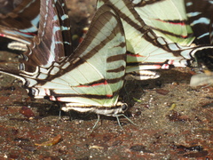 Neographium agesilaus