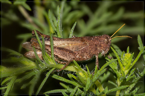 Ronderosia forcipata
