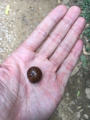 Arthrosphaera brandtii