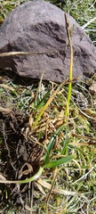Carex meridensis