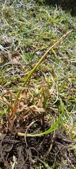 Carex meridensis