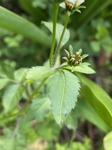 Bidens image