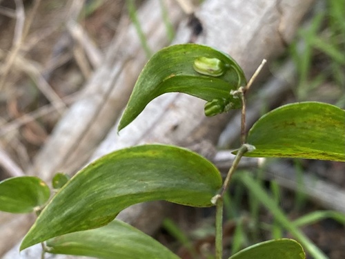 Asparagus asparagoides image