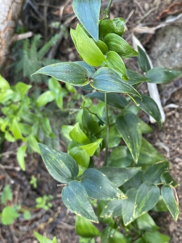 Asparagus asparagoides image